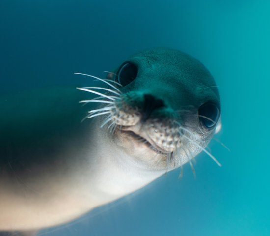 Bild för Vårt mål är att fler elever ska lära sig mer om havet