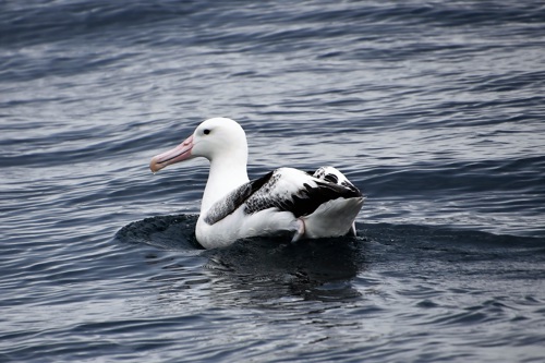 traveller1955-royal-albatross-7530886.jpg