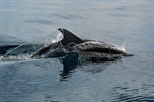 peterg63-dolphin-7495772.jpg